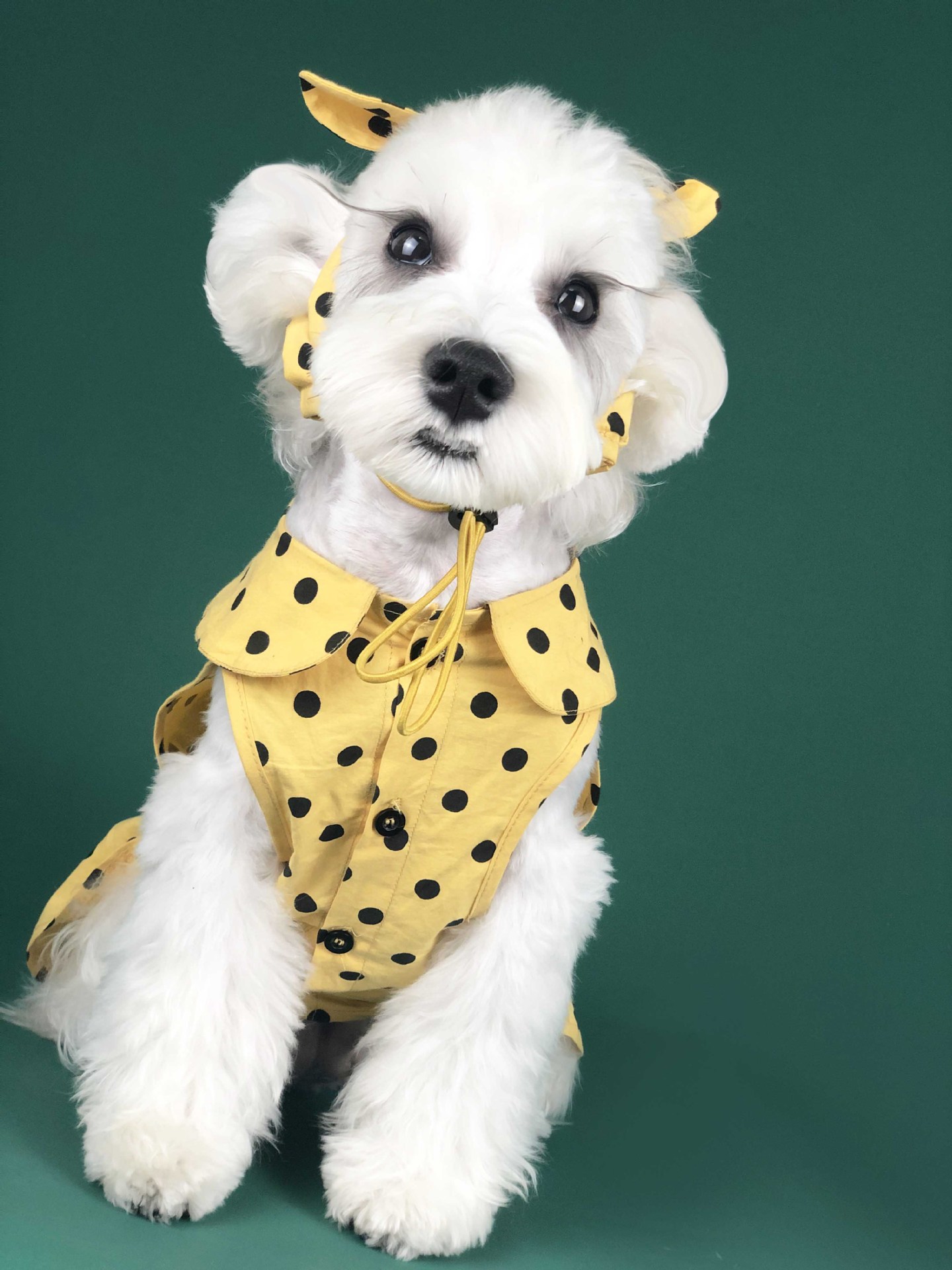 狗狗衣服夏季薄款小型犬可愛公主連衣裙泰迪雪納瑞柯基貓咪寵物服裝